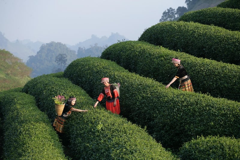 Garden Tour Ideas