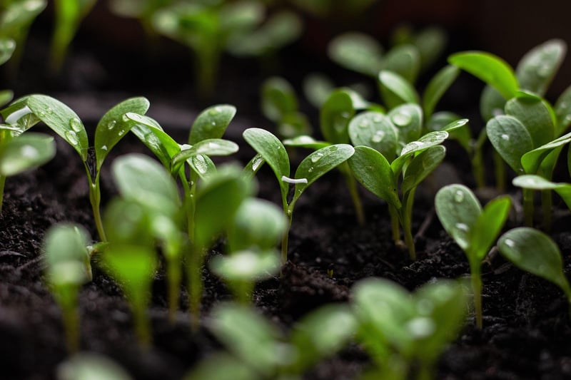 Pollinator-friendly Planting