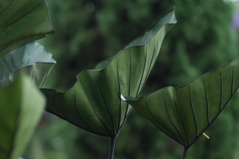 Creative Plant Arrangement