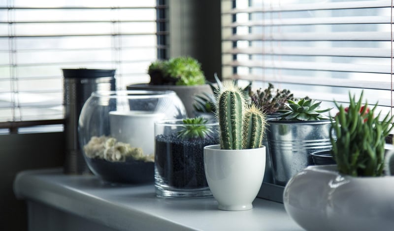 Sensory Plant Sanctuary