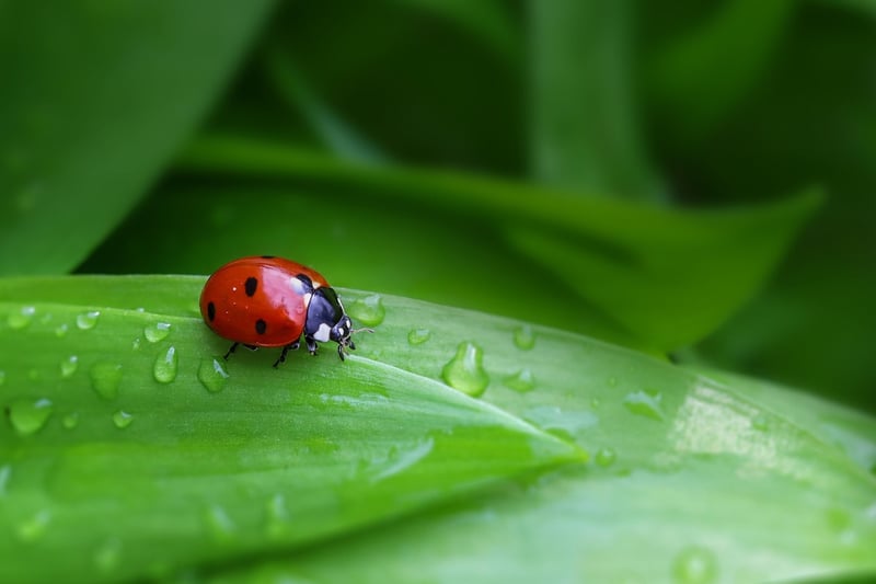 Organic Pest Control