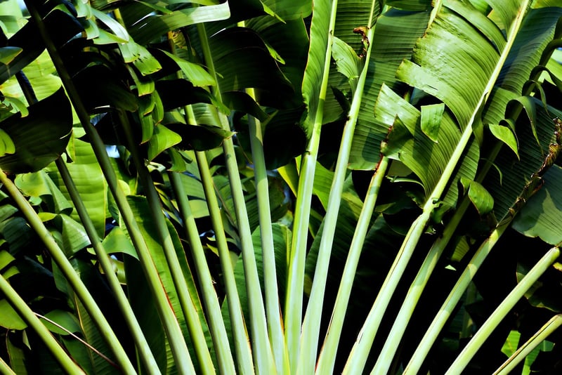 Tropical Oasis